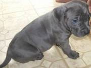 Male and Female American Pitbull Puppies For Adoption....Text...... +1 (334) 441-4793