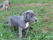 Pitbull Puppies with AKC Registration....Text...... +1 (334) 441-4793