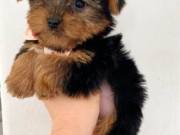 Chester and Bella Yorkie Puppies Ready For Adoption.......Text..+1 (334) 441-4793