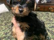 Yorkie Puppies Ready For Adoption.......Text. +1 (334) 441-4793