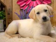 AKC Registered Purebred Labrador Retriever Puppies(571) 353-3686