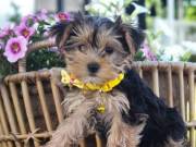 Cute and Lovely Yorkie Puppies......... +1(334) 441-4793