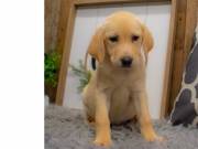 AKC Registered Purebred Labrador Retriever Puppies(571) 353-3686