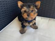 Precious Yorkshire Terrier Puppies