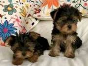 Precious Yorkshire Terrier Puppies