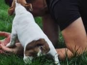 Quality French Bulldog Puppies 