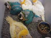 -Moluccan Cockatoos