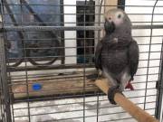 Talking African Grey Parrot with cage  for sale