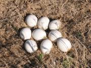 Parrot Eggs Text Or Call  +1 573) 654-5264