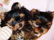 Adorable AKC Yorkie Puppy 12 weeks old Male and Female ...Text us...+1(334) 441-4793