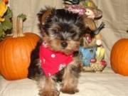 Jovial Yorkie Puppies  For Adoption.......Text..+1(334) 441-4793