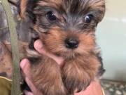 Mini Teacup Yorkie For Adoption .Text us on +1(334) 441-4793