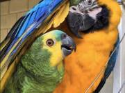 Baby blue and gold macaws Parrots for sale 