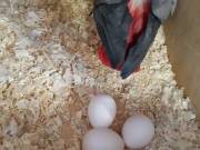parrots eggs and babies for sale