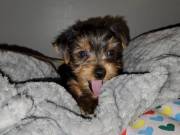 Teacup Yorkie / Yorkshire Terrier 12 wk F !!!.......Text..+1(334) 441-4793