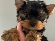 Adorable Tiny Yorkie Puppy Puppies.......Text..+1(334) 441-4793