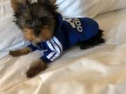 proud of my Yorkie Pups