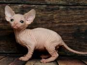 Beautiful Sphynx Kittens for Adoption