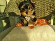 Tiny and Adorable Yorkie Puppies......Text.. +1 (334) 441-4793