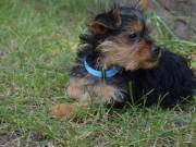 Tiny Yorkie Puppies for Sale......Text.. +1(334) 441-4793