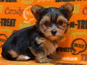 lovely yorkie ready to go