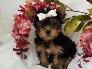 lovely yorkie home