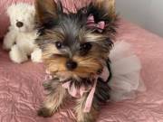 2 Home Trained Teacup Puppies yorkie