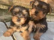  fantastic yorkie puppies for adoption  TEXT +1(408) 728 9274