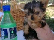 12-week old babes Yorkshire terrier puppies......Text..+1(334) 441-4793