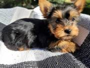 TEACUP YORKIE MALE AND FEMALE.......Text..+1 (334) 441-4793