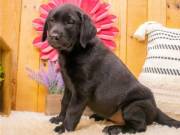 Christmas Lab Retriever puppies available 