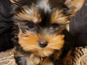 Adorable AKC Yorkie Puppy - 12 weeks old Male  ‪Text....+1(334) 441-4793