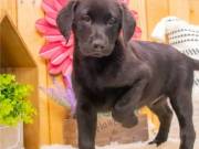 Fantastic Labrador puppies for new home this Christmas
