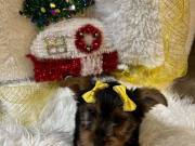 Bella and Jazz Yorkie Puppies Ready For Adoption.......Text..+1  (334) 441-4793 
