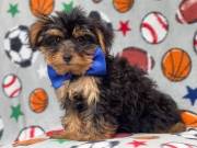 X.mas Trained Yorkie Puppies for adoption .Text us on +1(334) 441-4793