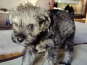 Miniature Schnauzer Puppies Now Available..Text..+1(334) 441-4793