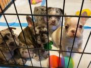 Super Adorable French Bulldog Puppies