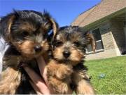 Christmas Teacup Yorkie Puppies For Adoption.......Text.. +1(334) 441-4793