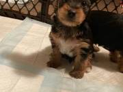 Home Raised and House Broken Yorkies  ..Text..+1(334) 441-4793