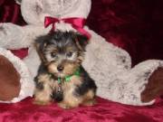 Extra Chaming Teacup Yorkie Puppies For Adoption .Text.+1(334) 441-4793
