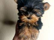 We have some beautiful Yorkie puppies.......Text..+1(334) 441-4793