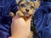 Teacup Yorkie Puppies.Text  .+1(334) 441-4793