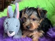 Medium Sized Yorkie Pups Available.......Text..+1(334) 441-4793
