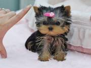 These precious Yorkie puppies