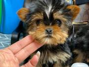 These gorgeous babies has a soft,Yorkshire Terrier puppies