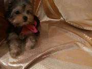 Home Trained Teacup Yorkie Puppies...Text....+1 (334) 441-4793