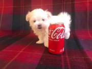 Registered Maltese Puppies   ‪Text....+1(334) 441-4793
