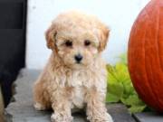 Sweet Maltipoo Puppies (612) 503-9212