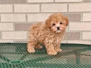 Toy Maltipoo puppies for adoption. (612) 503-9212