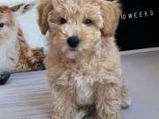 Top Quality Maltipoo Puppies